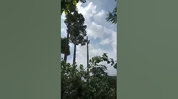 Cắt tỉa cây xanh giá rẻ