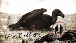 They Photographed a Thunderbird in 1890 — The Tombstone Epitaph Printed It