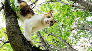 強風の中、軽快な身のこなしで木に登る三毛猫