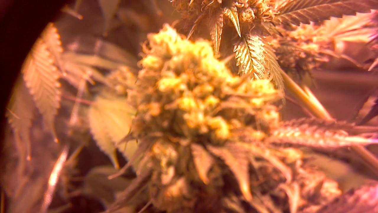 7 weeks of flowering