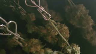 Weekly update Octopot grow #15 Blueberry OG, White widow and Acapulco gold day 77