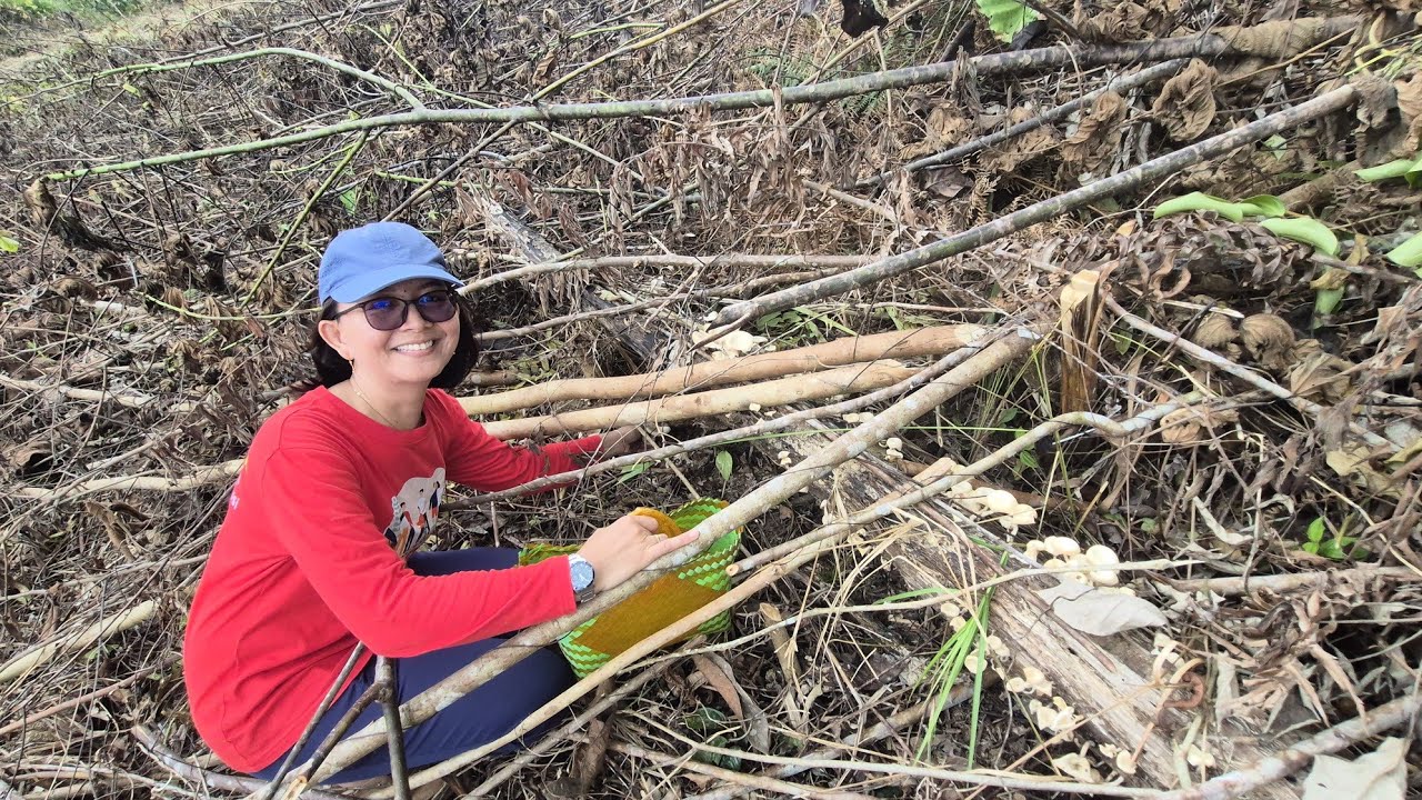 BELUM NANAM SUDAH PANEN! CERITA BERKEBUN DI SUDUT IBUKOTA KALIMANTAN UTARA