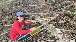 Download Lagu BELUM NANAM SUDAH PANEN! CERITA BERKEBUN DI SUDUT IBUKOTA KALIMANTAN UTARA MP3