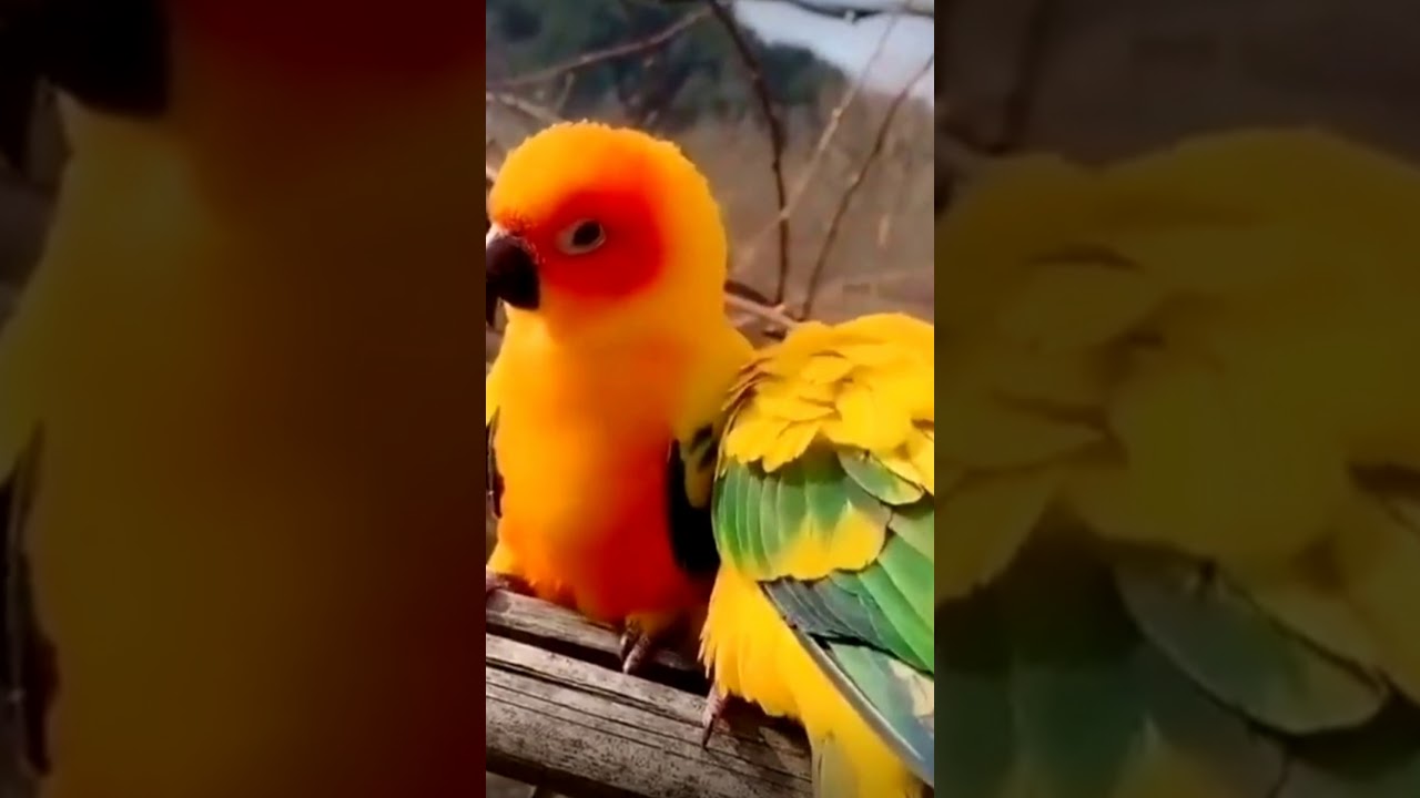 Love birds 😍 YouTube
