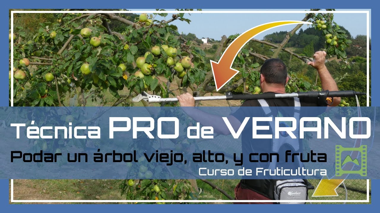 ? Cómo PODAR en VERDE, árboles con FRUTA ?? en VERANO ☀ [v.41]  FRUTICULTURA 2021 | LdN - YouTube