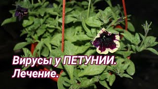 Вирус у петунии. Препарат Вирон - мой опыт и отзыв.