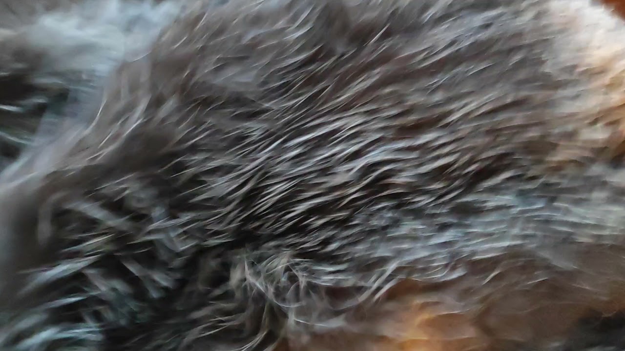 Чистка чернобурки после зимы 1#меха