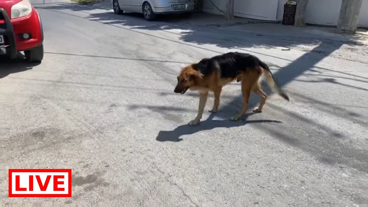 Another abandoned starving German Shepherd - Takis shelter