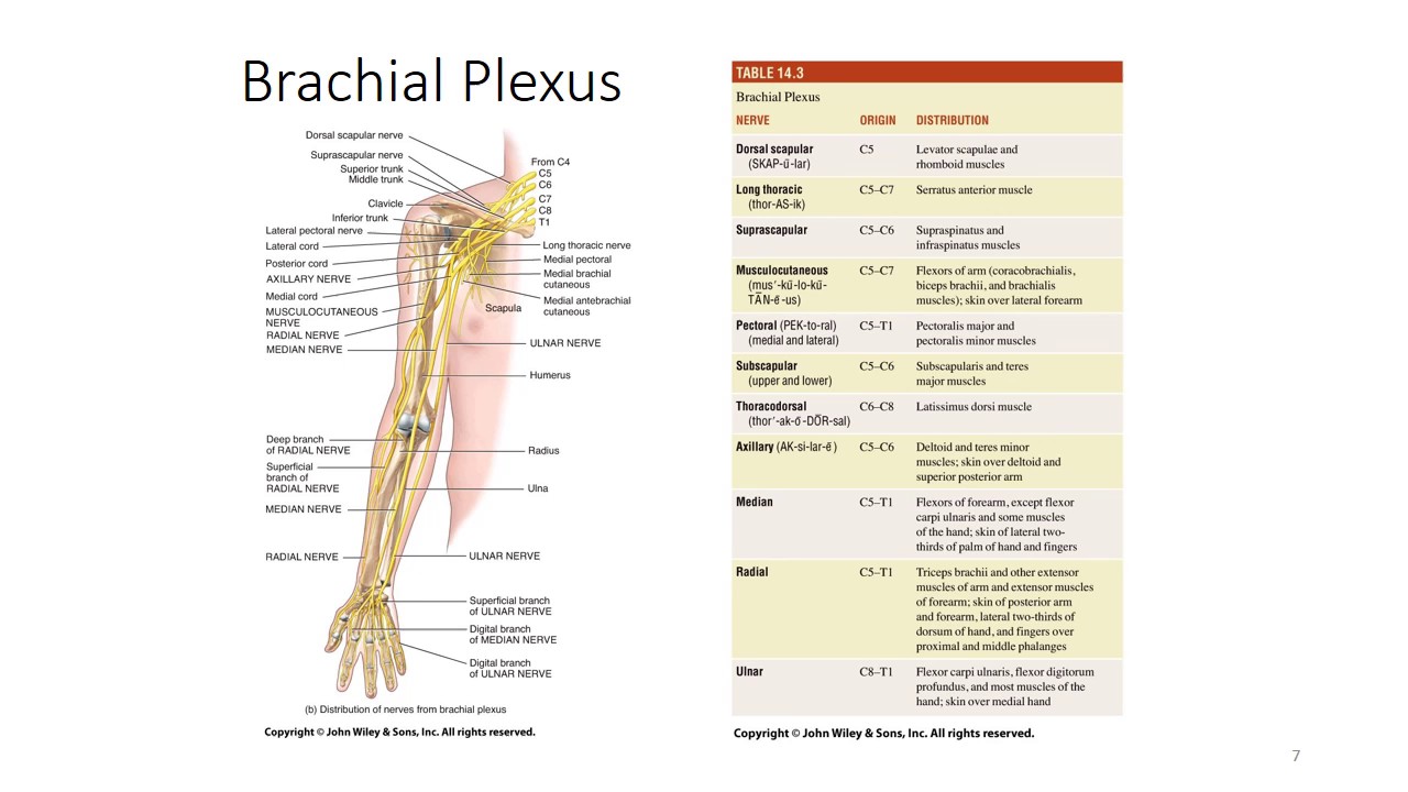 Upper Extremity Brachial Plexus