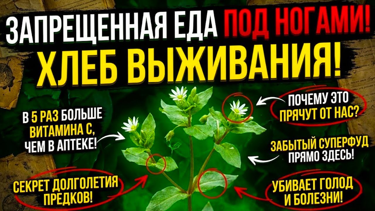 Живое золото под ногами: Почему этот «мусорный ковер» на самом деле ценнее всей вашей грядки?