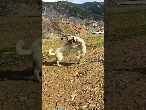 Kavga eden kardeşine yardıma gelen Kangal.