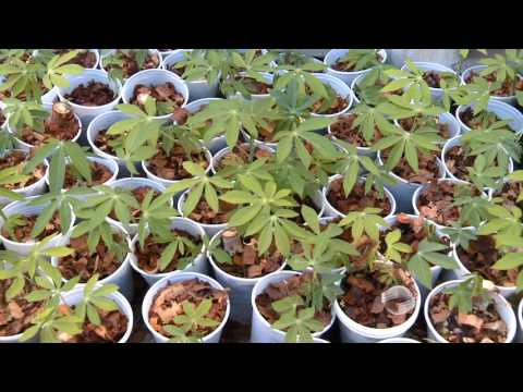 Vídeo: Yucca Filamentous (26 Fotos): Plantio E Cuidado Em Campo Aberto, Principalmente Em Casa. Como Semear Com Sementes? E Se A Mandioca Não Florescer?