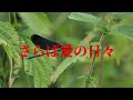 さらば愛の日々 森田 健作