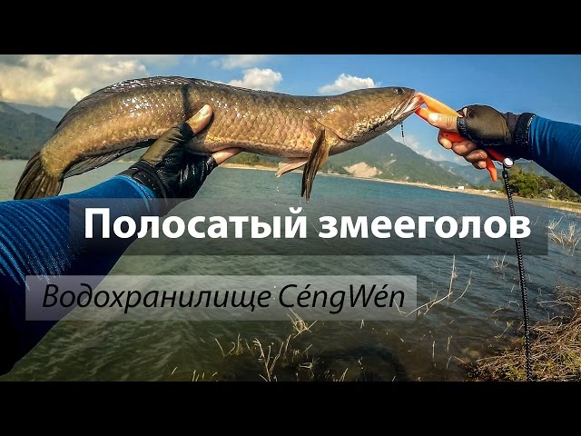 Водохранилище 曾文水庫, Тайвань. Полосатый змееголов на джиг.