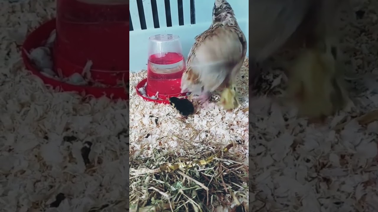 Safely hidden under mother wings chick🐣🐣                         