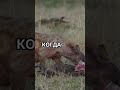 Гиена празднует победу... слишком рано!