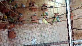 My Cute Budgies Parrots