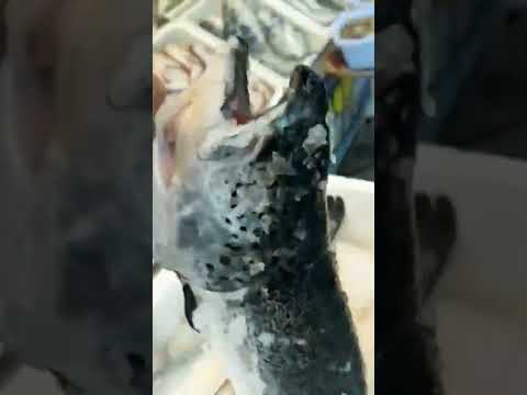 سلمون النرويجي تزن كل سمكة 6