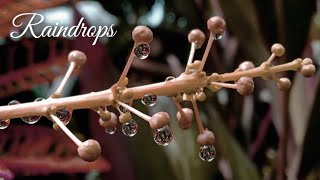 Raindrops