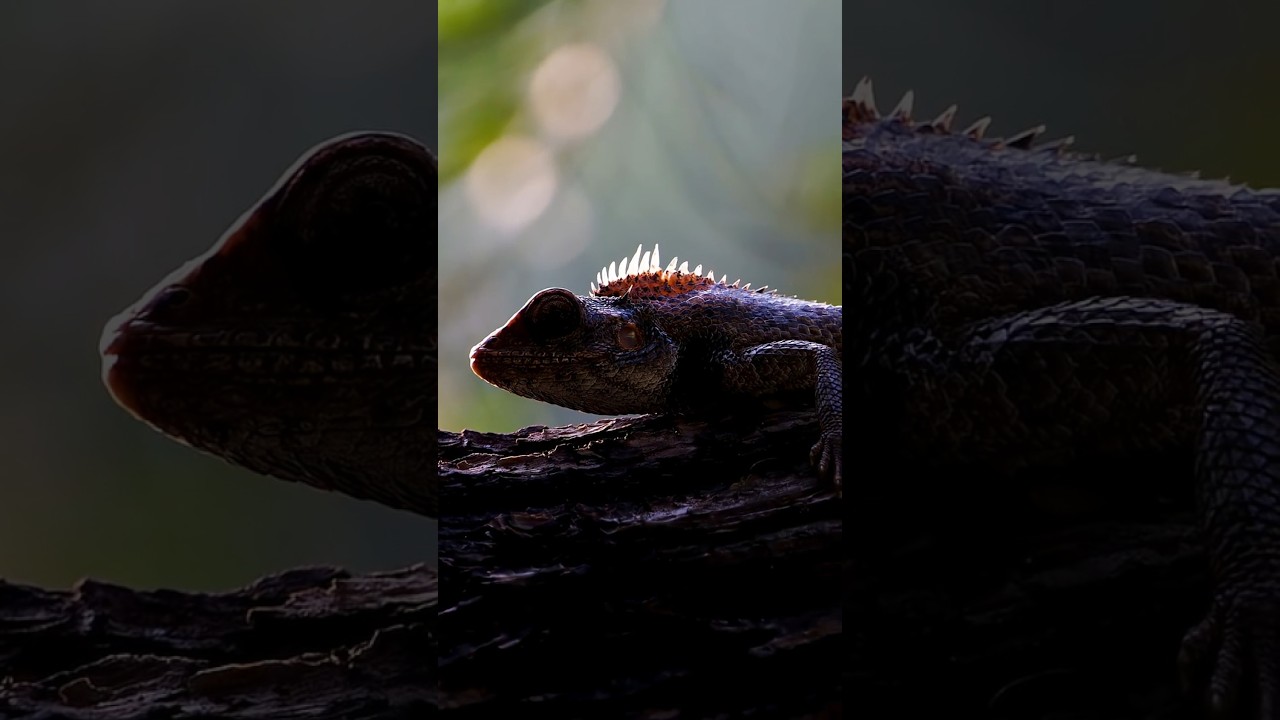 This Lizard Looked Like a Dragon! #shorts #wildlifephotography #photography #naturephotography