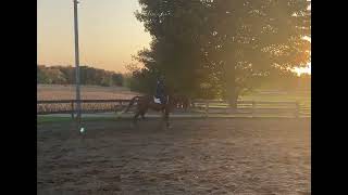 Oslo Flatwork 2 month under saddle