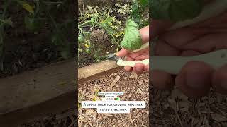 Tomato pruning #plants