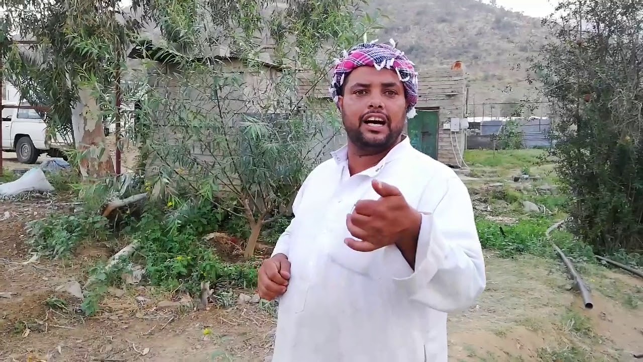 فوائد وأضرار شجرة  الكِينة أو الكِين أو الكافور