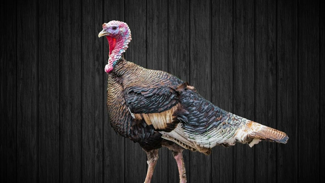 Turkey Gobble Sound Effect Free Creative Resources YouTube