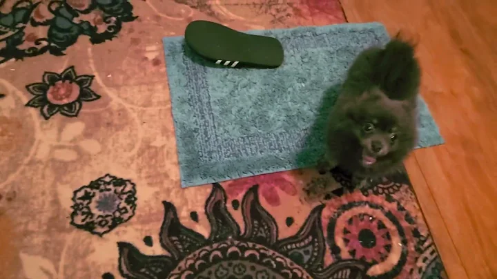 little dog walz..chopin...L...