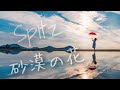 スピッツ 砂漠の花 #4.0 +Lyrics