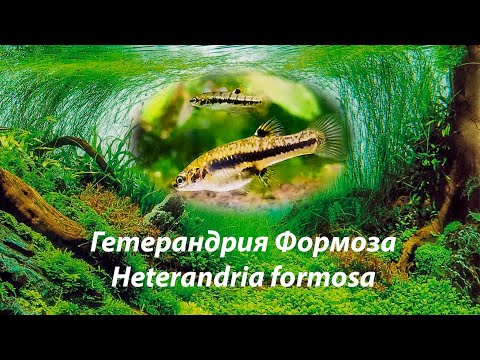 Гетерандрия Формоза / Heterandria formosa