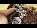 シロマダラ(Dinodon orientale) Oriental odd-tooth #Short
