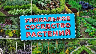 Уникальное соседство растений. Посадите эти растения вместе для большего урожая!