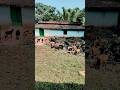 Bakri ka kafi Sara jhund #love #bakri