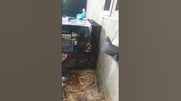 Suasana RS AVIARY ACEH waktu hujan #aviary #muraibatu #muraibatuaceh #muraibatugacor #sikancil