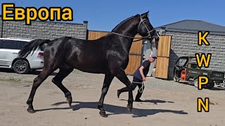 Kwpn Голландиядан Келди Тел996 771 150 001