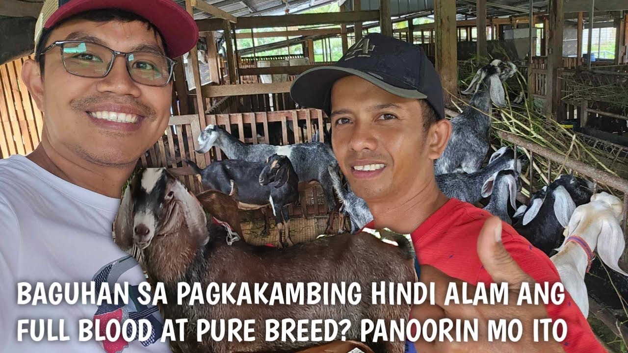 Zara Goat Farm visit General Luna Quezon