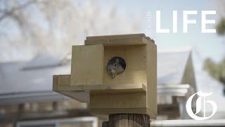 LIFE | Colorado Springs man builds and gives away squirrel houses