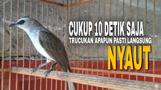 Suara Khas Trucukan Memanggil Paling Ampuh Untuk Pancingan Jadikan Burung Trucuk Langsung Nyaut