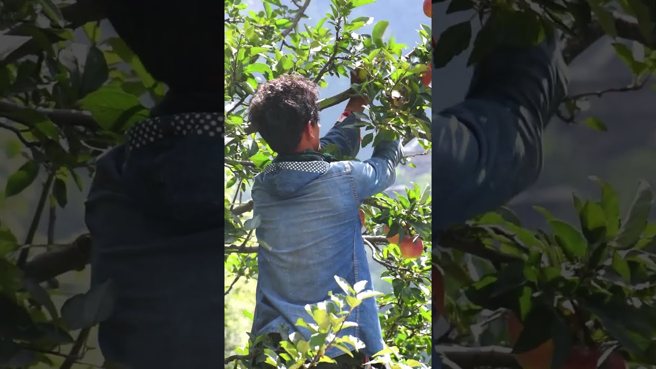 Kinnaur: The Land of Apples 