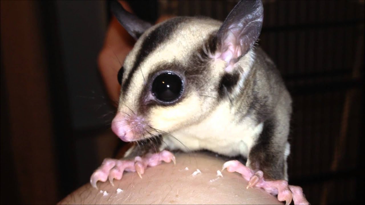 Baby Sugar Gliders