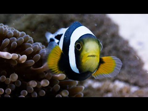 Amazing Clownfish Teamwork | Blue Planet II | BBC Earth