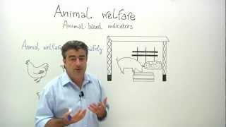 Animal welfare: animal-based indicators