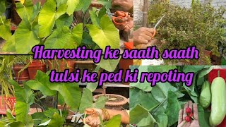 आइये करते हैं कटाई के साथ तुलसी जी के पेड़ की रिपोटिंग. nature gardening zulakhakiduniya