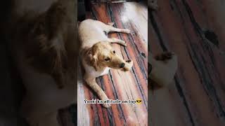 yooki ka khana aisa hota h bhai🤩#viral #ytshorts #dogloversdog#goldenretriever #animallovers #petdog