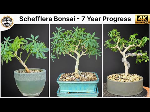 Schefflera Bonsai - 7 Year Progress