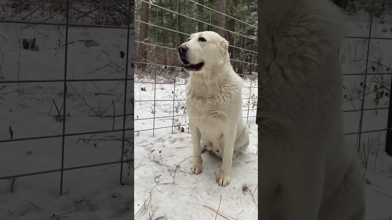 Beautiful Elgin , Central Asian Shepherd female 5 years old . 