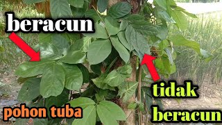 ini cara membedakan akar pohon tuba yang beracun dan yang tidak beracun