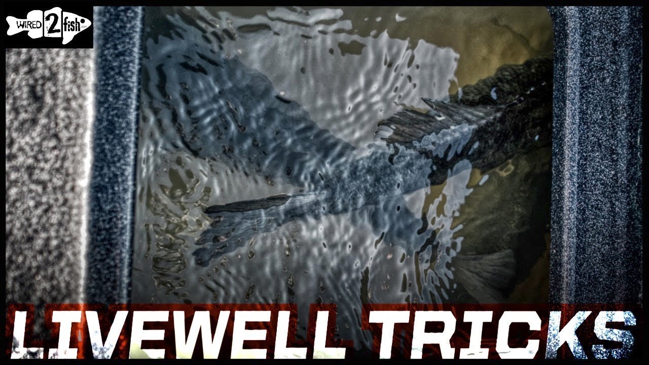 4 Tips for Keeping Bass Healthy in Livewells During Tournaments