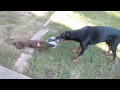dachshund vs doberman